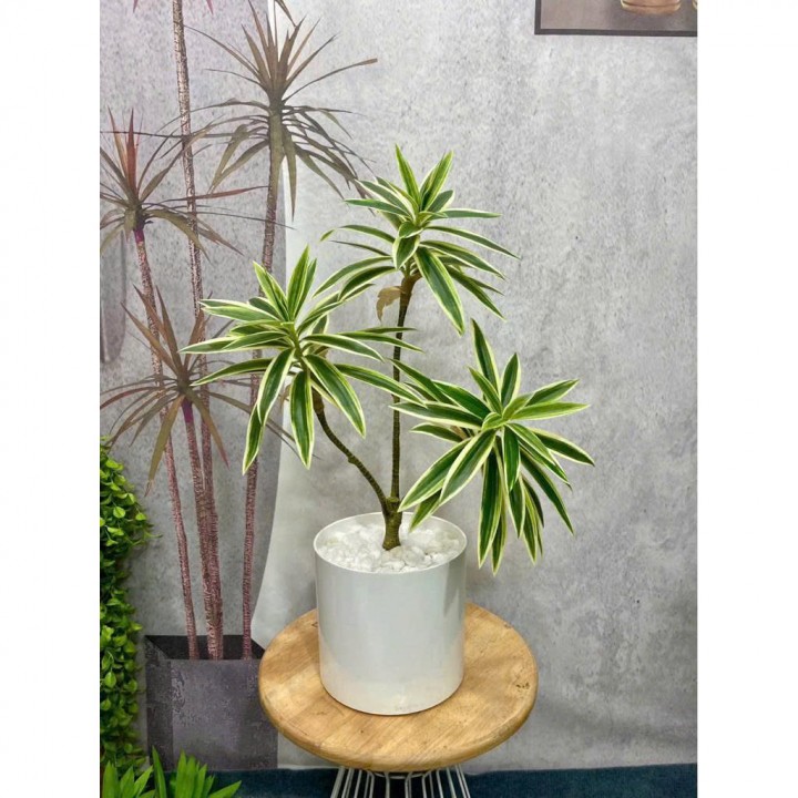 cây thuỷ trúc giả 3 nhánh